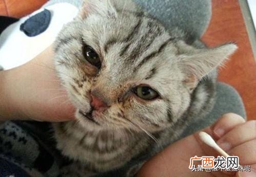 猫咪眼睛流眼泪怎么回事,小猫眼睛流泪了怎么回事？