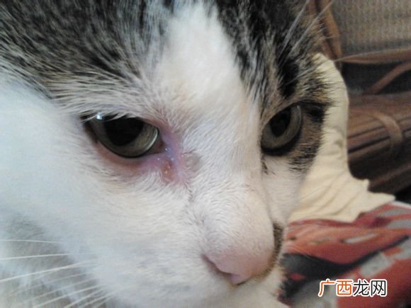 猫咪眼睛流眼泪怎么回事,小猫眼睛流泪了怎么回事？