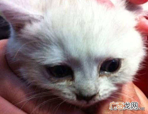 猫咪眼睛流眼泪怎么回事,小猫眼睛流泪了怎么回事？