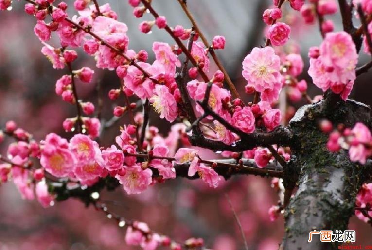 《梅花魂》表达了什么情感