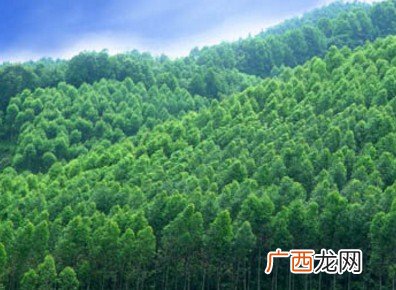 什么是林地,森林面积与林地面积有什么区别？