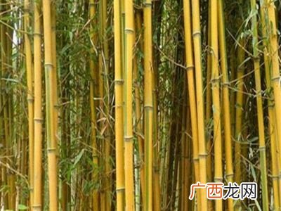 竹子的生长环境和条件,家里花盆养的竹子是向阴还是向阳?