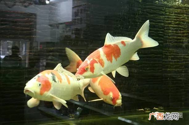 红鲤鱼与绿鲤鱼与驴,红鲈鱼与绿鲈鱼绕口令？
