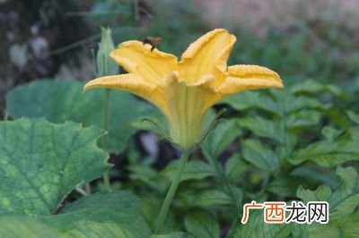 地瓜花怎么养殖,地瓜花种子怎么种植？