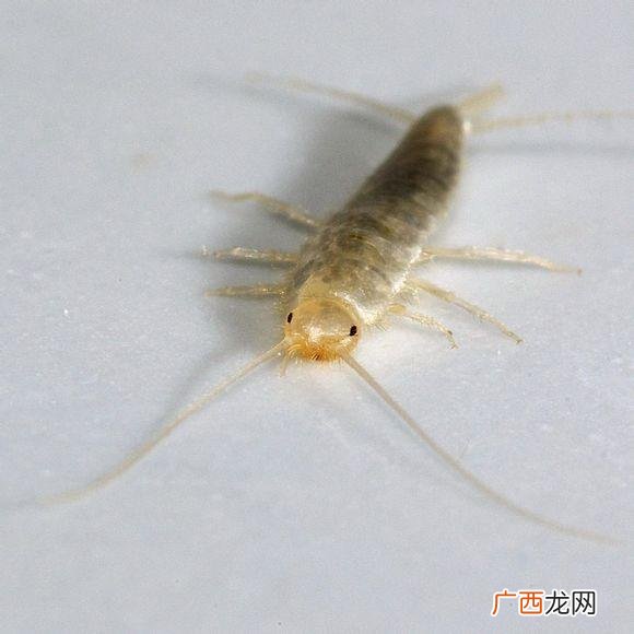 衣鱼虫会爬到人身上吗,衣鱼咬人吗？衣服上生衣鱼后还能穿吗？怎么消灭？