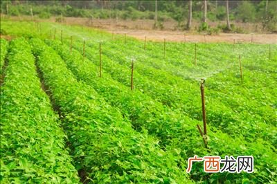 根植于什么意思,根植于心的意思是什么？