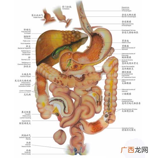 人体肺的结构作用及特点,肺的结构特点初中？