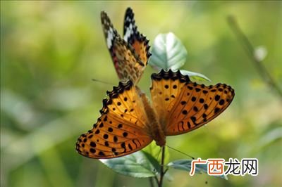 蝴蝶宝宝是什么意思,14岁用蝴蝶做比喻合适吗？