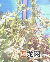 马刺根是一种什么植物,马刺根能用冷水煮吗？