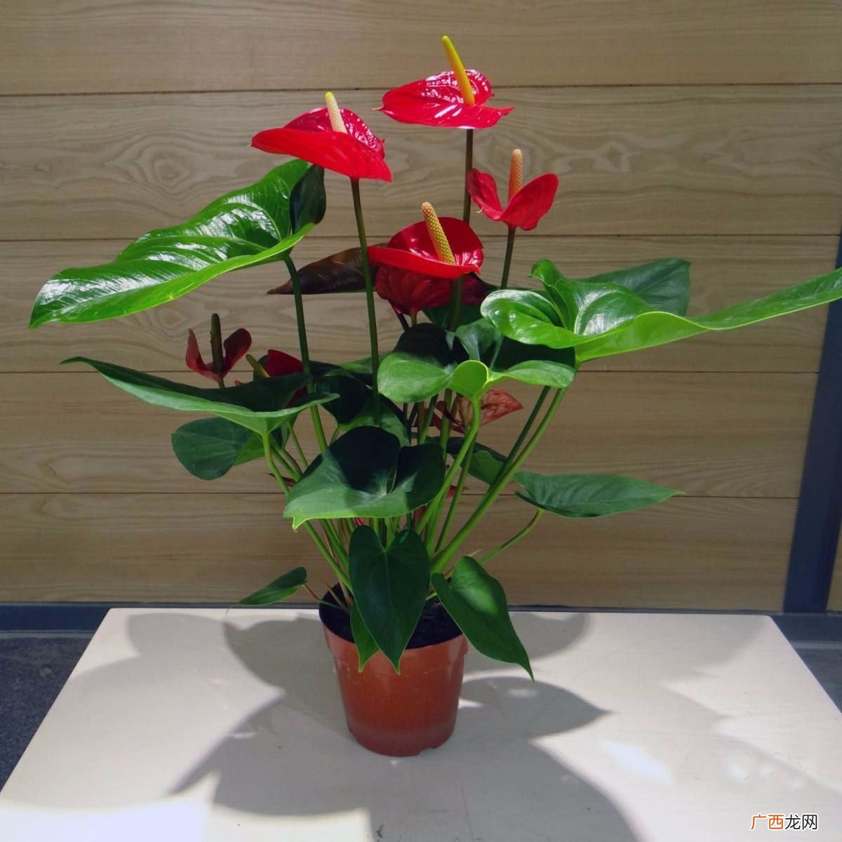 红掌花怎么养何时浇水,红掌可以洒水吗？