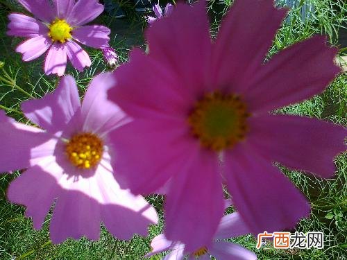格桑花是什么样子,格桑花在汉族又叫什么花？