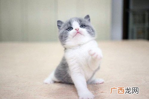 英短是什么猫,英短能长多大？