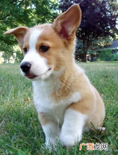 柯基犬是什么犬,柯基犬成年有多长？