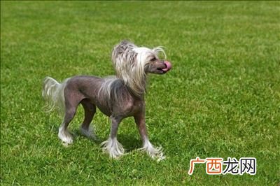 世界上的狗有多少种种类,狗狗有哪些生活习性？