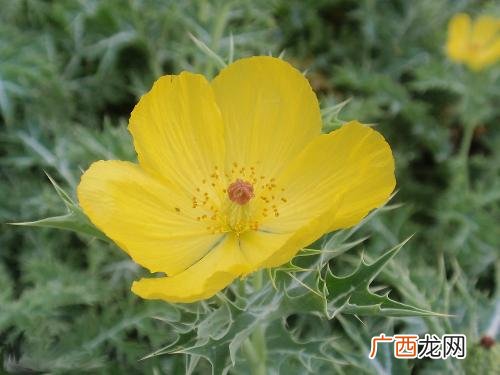 荆棘花有什么花语,刺玫瑰的花语是什么？