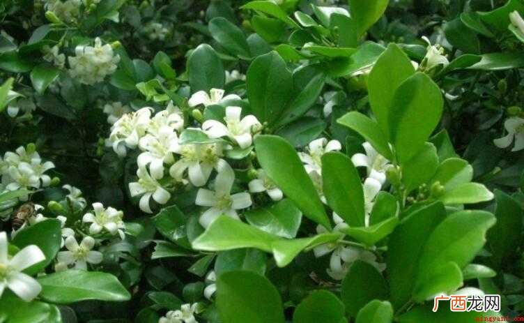 九里香的花语是什么