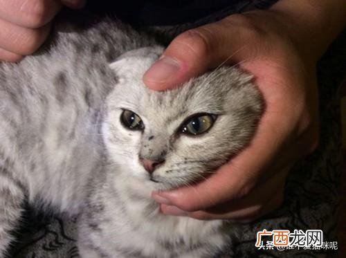 猫咪眼睛流泪怎么回事,小猫眼睛流泪了怎么回事？