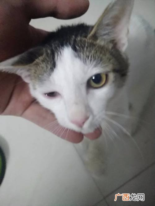 猫咪眼睛流泪怎么回事,小猫眼睛流泪了怎么回事？