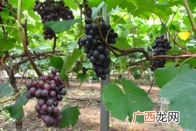 葡萄架上的葡萄成熟了像什么,葡萄架上挂满了葡萄写一段话？