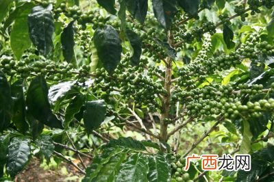 刺梨子的功效与作用,刺梨的经济价值？