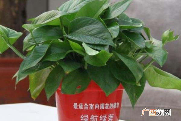 绿航绿萝和普通绿萝的区别,大绿萝尺寸？