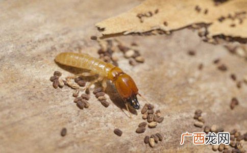 家庭灭白蚁方法,白蚂蚁怎么消灭？