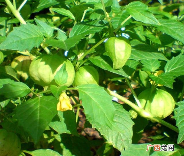 黄姑娘果学名叫什么,一种被黄叶包裹的水果叫啥？