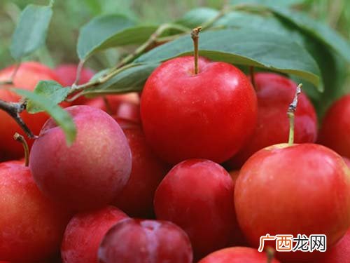 李子吃不完怎么保存,李子如何保存？