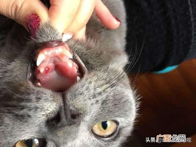 猫口炎是什么原因,猫咪口炎如何治疗？