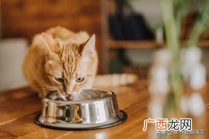 猫口炎是什么原因,猫咪口炎如何治疗？