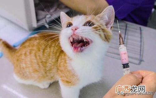 猫口炎是什么原因,猫咪口炎如何治疗？
