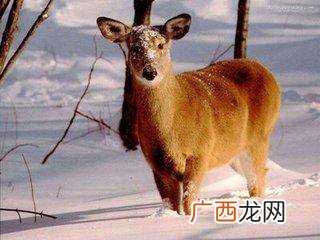 狍子是什么动物,傻狍子为什么是濒危动物？