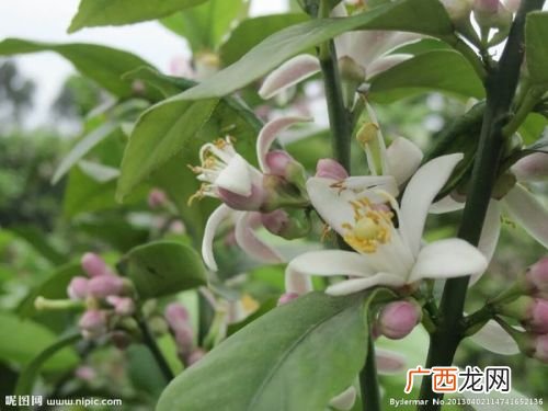 柠檬的花是什么样子,柠檬花能晒太阳吗？