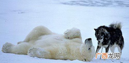 什么狗是北极熊狗,《灵犬雪莉》中的，狗是哪种狗？