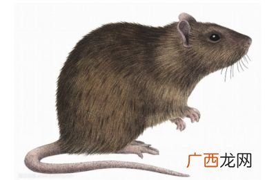 老鼠的特征,老鼠的共同特点？