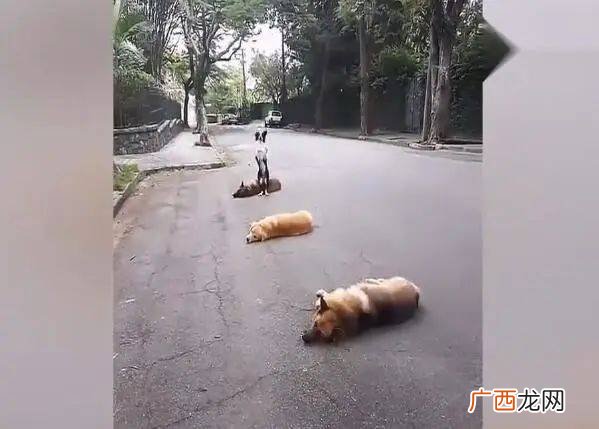 狗身上有跳子怎么办,怎样彻底杀灭狗身上的跳蚤？