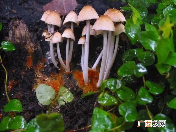 蘑菇怎么种植方法蘑菇菌,蘑菇苗的养殖方法？