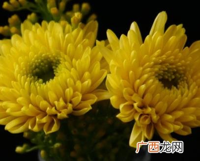 冰菊和菊花一样吗,洋甘菊和菊花区别？