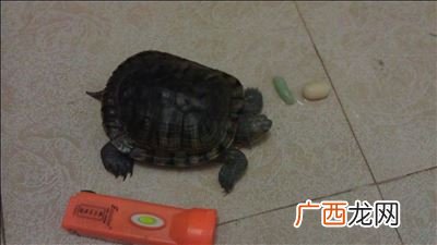 巴西龟下蛋了怎么办,巴西龟产蛋之前有什么征兆？