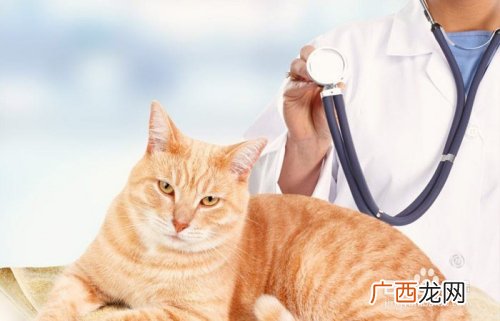 猫咪指甲开裂怎么办,猫咪手破了怎么办?