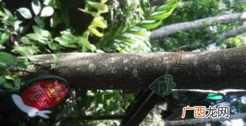 什么是见血封喉树,十大剧毒树？
