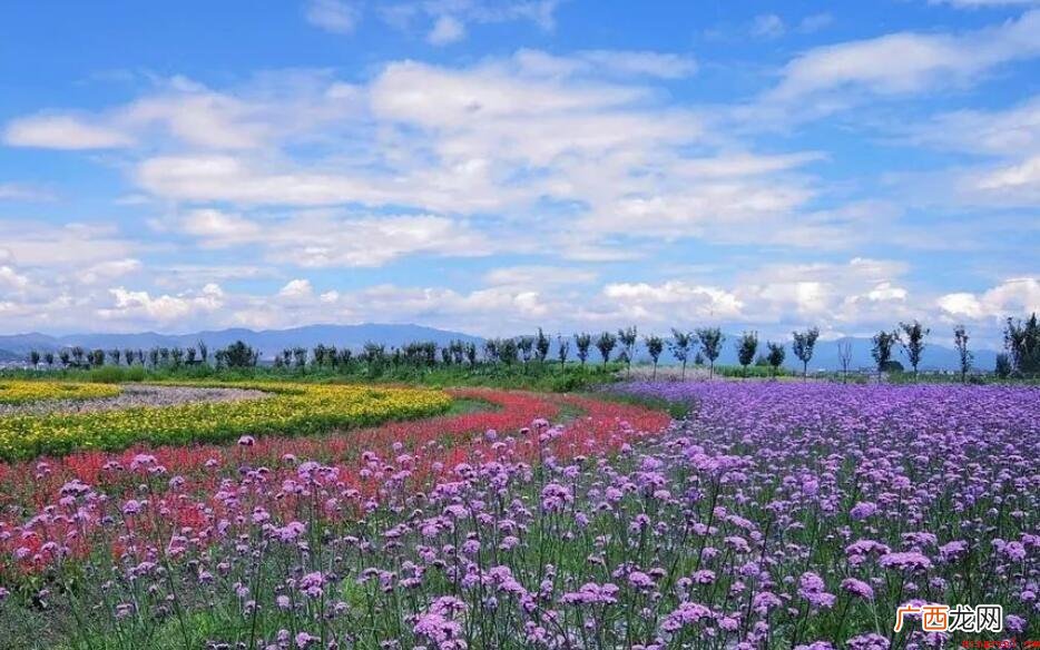 中国花海有哪些地方