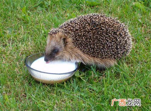 刺猬吃什么,刺猬是吃什么食物？
