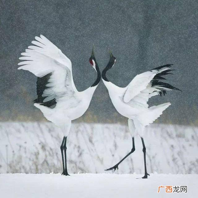 仙鹤是什么动物,丹顶鹤是水生动物吗？