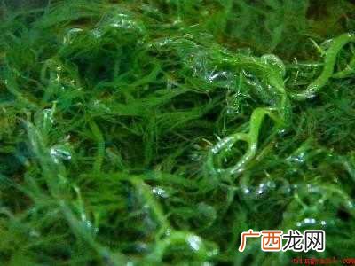 龙须菜怎么泡发