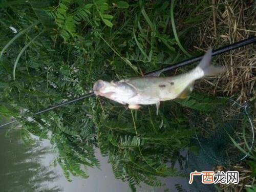 钓鱼卡麦怎么用,卡麦和挂麦钓鱼区别？