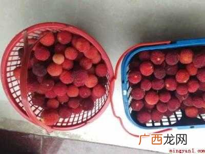 杨梅干怎么晒