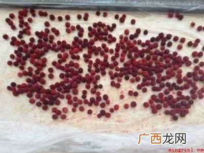 杨梅干怎么晒