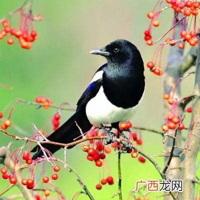 喜鹊为什么叫喜鹊,枝头喜鹊叫喳喳什么意思？