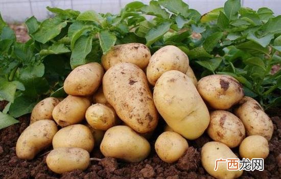 土豆为什么发芽,刚出土的土豆发芽为什么？